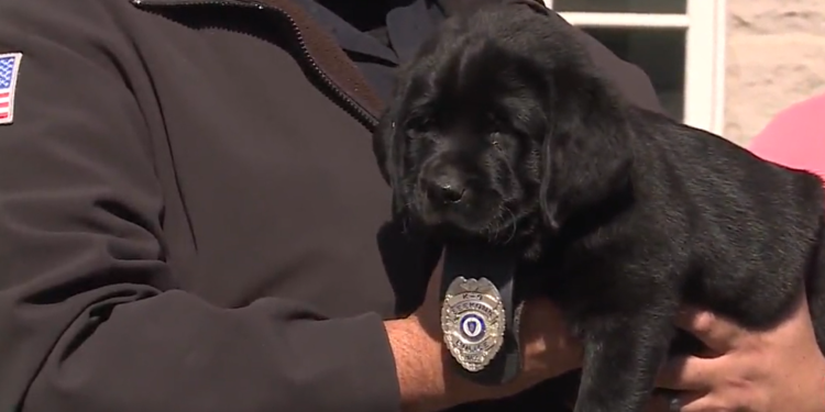 Conozca a Mac, el primer perro oficial de Seekonk