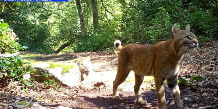 Un gato montés y un gatito captados por una cámara de rastreo