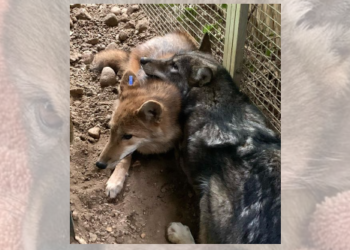 Cachorros de coyote huérfanos devueltos a la naturaleza