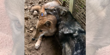 Cachorros de coyote huérfanos devueltos a la naturaleza