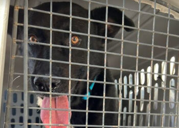 Los animales desplazados por el huracán Ian son trasladados a Nueva Inglaterra