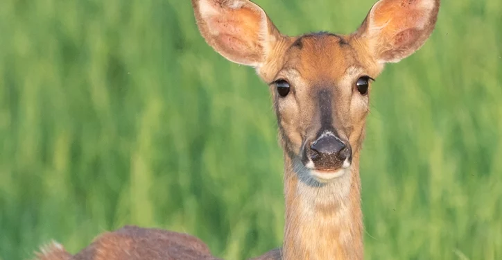 ¿Qué ciudades y pueblos de RI tuvieron más accidentes relacionados con los ciervos el año pasado?
