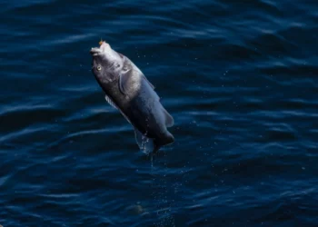Vuelve el Rhode Island Tog Classic por segundo año