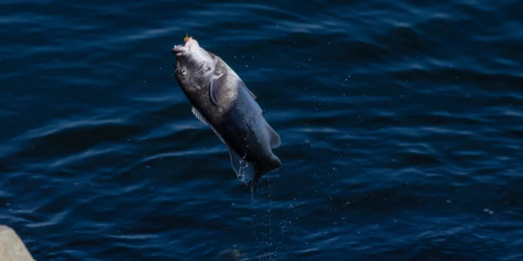 Vuelve el Rhode Island Tog Classic por segundo año