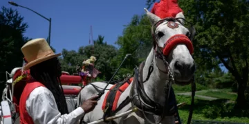 El caballo de carruaje “Ryder” muere meses después de que colapsara en calles de NYC