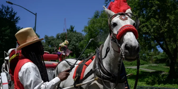 El caballo de carruaje “Ryder” muere meses después de que colapsara en calles de NYC