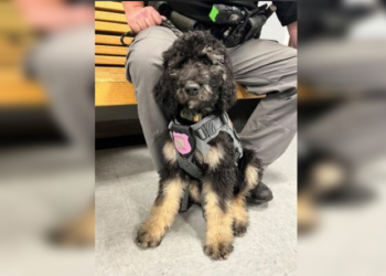 La policía de New Bedford tomará juramento al perro de la compasión