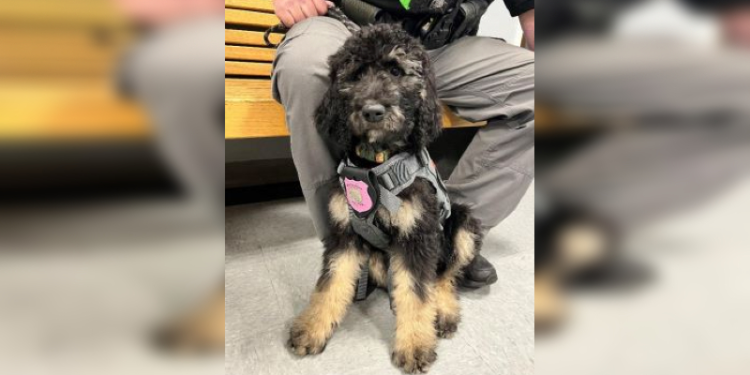 La policía de New Bedford tomará juramento al perro de la compasión