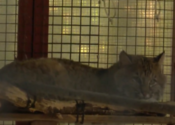 El gato montés encontrado en la cocina del camping de Glocester volverá pronto a la naturaleza