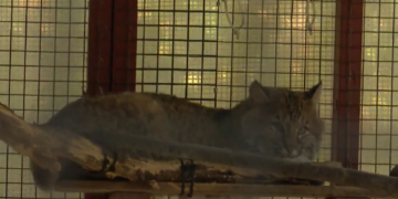 El gato montés encontrado en la cocina del camping de Glocester volverá pronto a la naturaleza