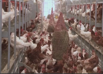 El DEM informa del primer brote de gripe aviar de RI en una bandada de traspatio