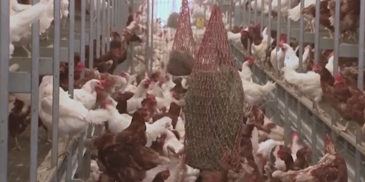 El DEM informa del primer brote de gripe aviar de RI en una bandada de traspatio