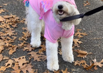 El «Hotel para perros sin hogar» celebra la recaudación anual de fondos con el club local