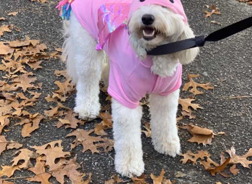 El «Hotel para perros sin hogar» celebra la recaudación anual de fondos con el club local