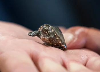 La demanda de tortugas como mascotas provoca un aumento de la caza furtiva