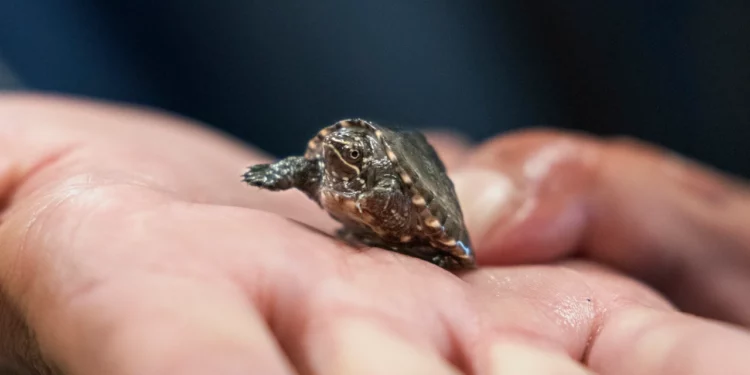 La demanda de tortugas como mascotas provoca un aumento de la caza furtiva