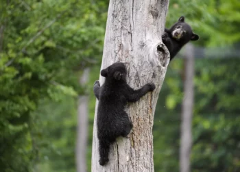 Hombre de Nueva Jersey es arrestado tras matar a 4 cachorros de oso negro