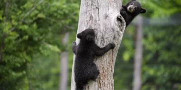 Hombre de Nueva Jersey es arrestado tras matar a 4 cachorros de oso negro