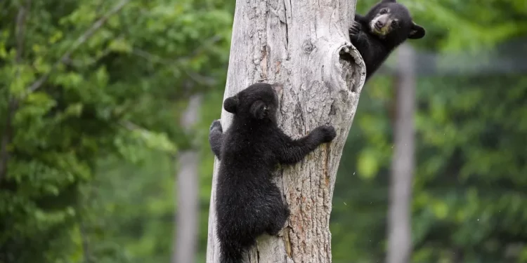 Hombre de Nueva Jersey es arrestado tras matar a 4 cachorros de oso negro