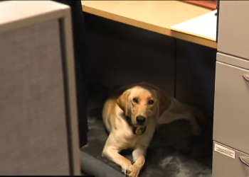 El nuevo K-9 de la policía estatal de RI ayuda a resolver casos de pornografía infantil