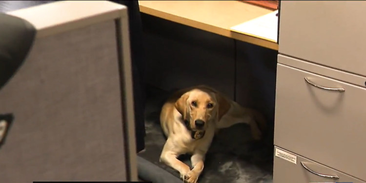 El nuevo K-9 de la policía estatal de RI ayuda a resolver casos de pornografía infantil