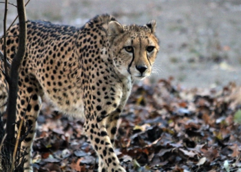 El Parque Zoológico Roger Williams llora la pérdida de un guepardo