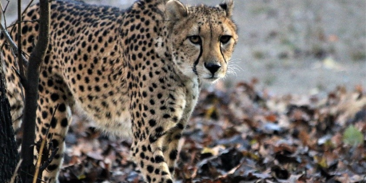 El Parque Zoológico Roger Williams llora la pérdida de un guepardo