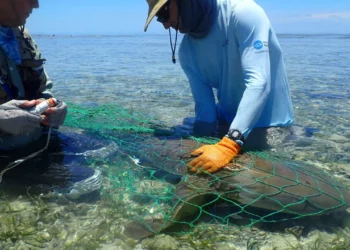 Algunos tiburones regresan a los mismos lugares para reproducirse durante décadas
