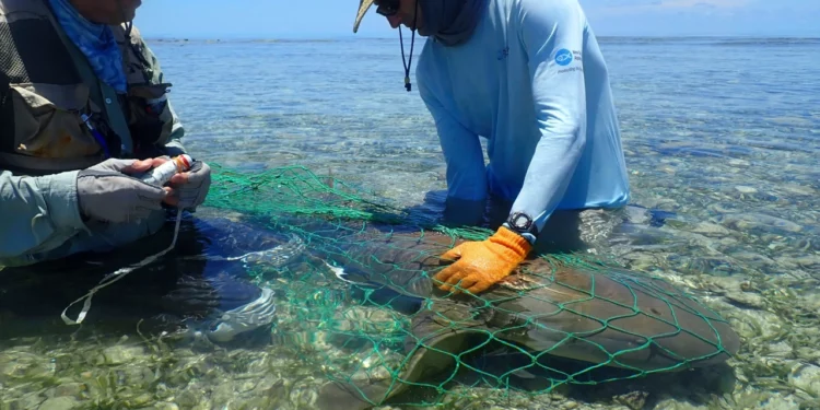 Algunos tiburones regresan a los mismos lugares para reproducirse durante décadas