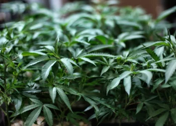 Massachusetts adoptará la educación vial para conductores bajo los efectos del cannabis