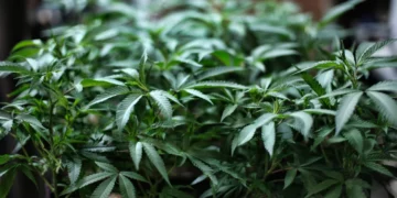Massachusetts adoptará la educación vial para conductores bajo los efectos del cannabis