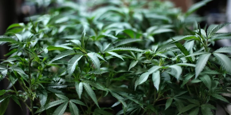 Massachusetts adoptará la educación vial para conductores bajo los efectos del cannabis