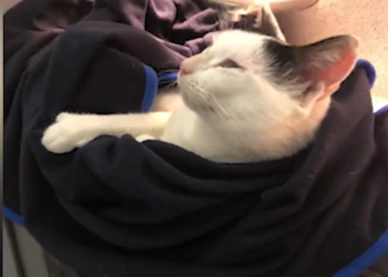 Encuentran a un gato desaparecido 8 semanas después en RI