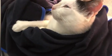 Encuentran a un gato desaparecido 8 semanas después en RI