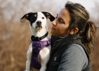 Un perro abandonado en Portsmouth prospera un año después