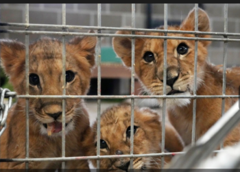 4 cachorros de león salvados de la guerra en Ucrania llegan a un santuario estadounidense