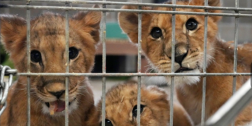 4 cachorros de león salvados de la guerra en Ucrania llegan a un santuario estadounidense