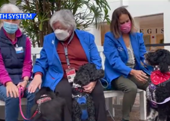 3 perros participan en el Programa de Terapia con Mascotas del Hospital de Newport