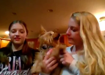 Encuentran en Florida al perro perdido de una familia de Middletown un año después