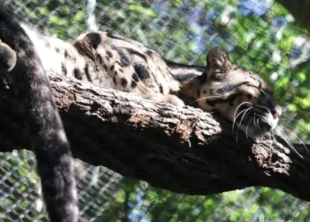 Tras la fuga del leopardo del zoo de Dallas, se hallan tajos en el hábitat de los monos