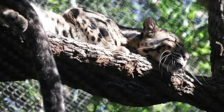 Tras la fuga del leopardo del zoo de Dallas, se hallan tajos en el hábitat de los monos