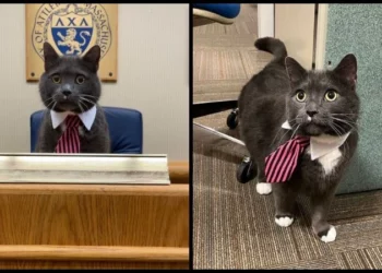 El gato intenta presentarse a la alcaldía de Attleboro