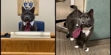 El gato intenta presentarse a la alcaldía de Attleboro
