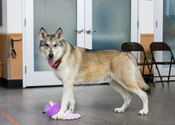 Zeus, el perro lobo, encuentra un hogar para siempre