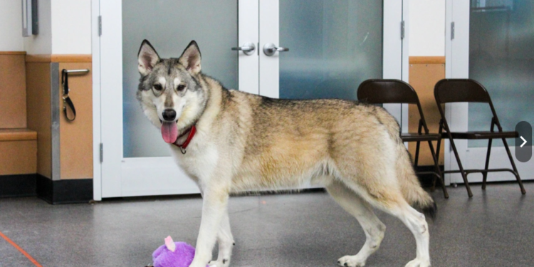 Zeus, el perro lobo, encuentra un hogar para siempre