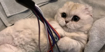 El gato que sobrevivió a una misteriosa enfermedad encuentra un hogar definitivo