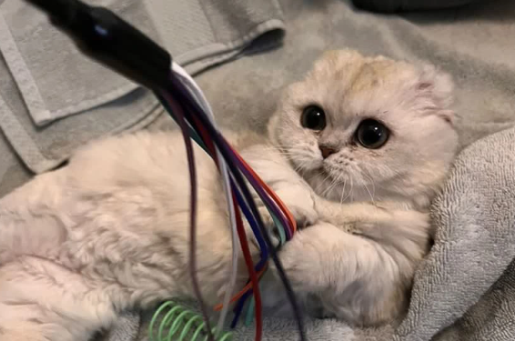 El gato que sobrevivió a una misteriosa enfermedad encuentra un hogar definitivo