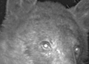 Un oso de Colorado se hace 400 «selfies» con la cámara de un sendero