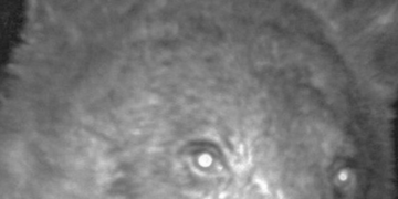 Un oso de Colorado se hace 400 «selfies» con la cámara de un sendero