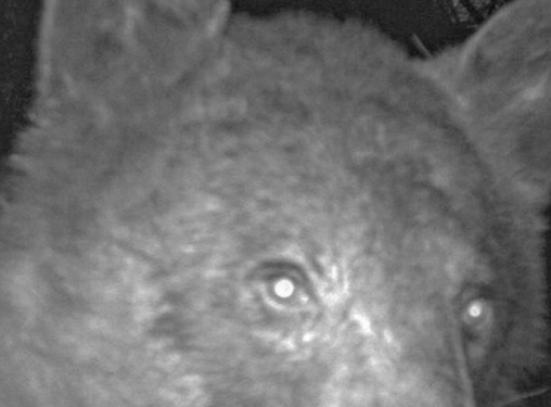 Un oso de Colorado se hace 400 «selfies» con la cámara de un sendero